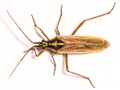 Leptopterna ferrugata